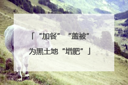 “加餐”“盖被” 为黑土地“增肥”