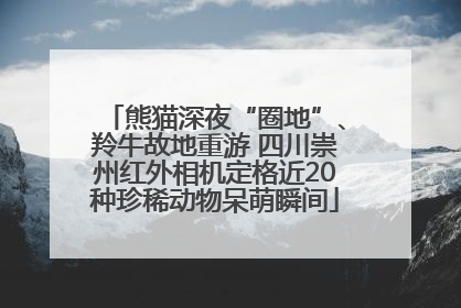 熊猫深夜“圈地”、羚牛故地重游 四川崇州红外相机定格近20种珍稀动物呆萌瞬间