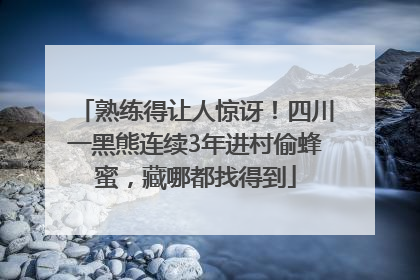 熟练得让人惊讶！四川一黑熊连续3年进村偷蜂蜜，藏哪都找得到