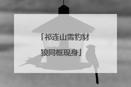 祁连山雪豹豺狼同框现身