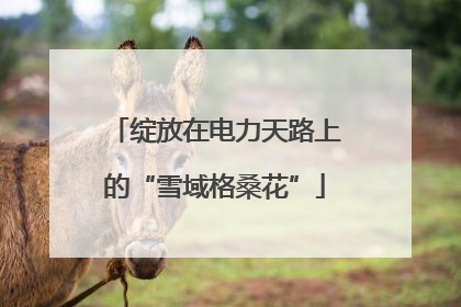 绽放在电力天路上的“雪域格桑花”