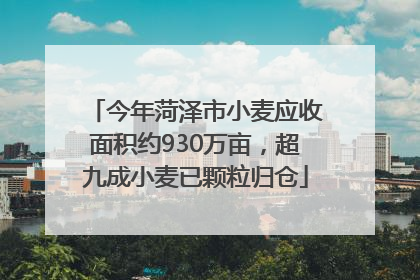今年菏泽市小麦应收面积约930万亩，超九成小麦已颗粒归仓