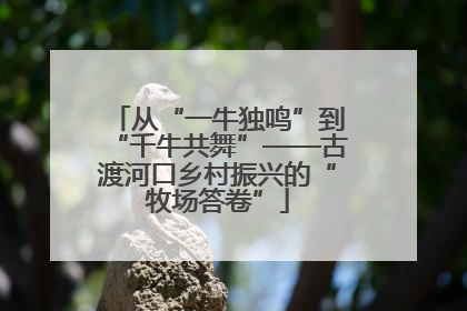 从“一牛独鸣”到“千牛共舞”——古渡河口乡村振兴的“牧场答卷”