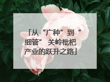 从“广种”到“细管” 关岭枇杷产业的跃升之路