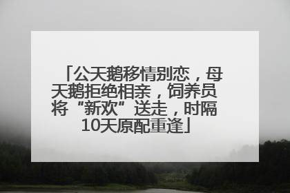 公天鹅移情别恋，母天鹅拒绝相亲，饲养员将“新欢”送走，时隔10天原配重逢