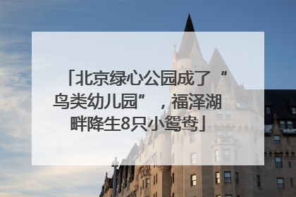 北京绿心公园成了“鸟类幼儿园”，福泽湖畔降生8只小鸳鸯