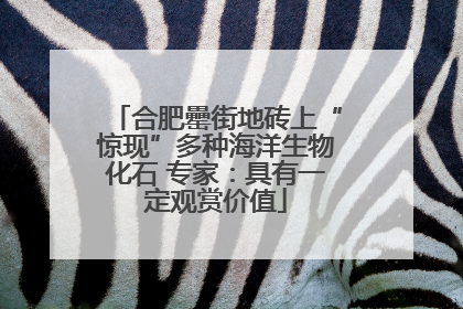 合肥罍街地砖上“惊现”多种海洋生物化石 专家：具有一定观赏价值