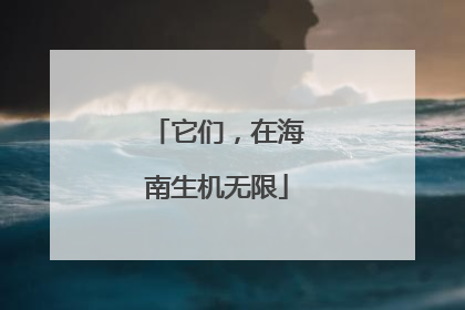 它们，在海南生机无限
