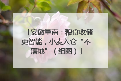 安徽阜南：粮食收储更智能，小麦入仓“不落地”（组图）