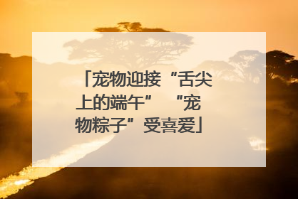 宠物迎接“舌尖上的端午” “宠物粽子”受喜爱