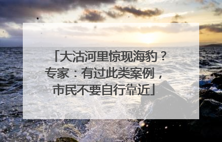 大沽河里惊现海豹？专家：有过此类案例，市民不要自行靠近