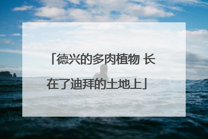 德兴的多肉植物 长在了迪拜的土地上