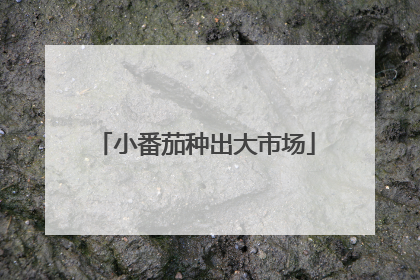 小番茄种出大市场