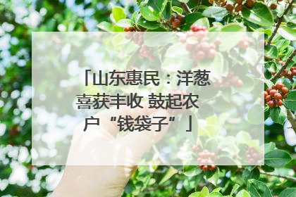 山东惠民：洋葱喜获丰收 鼓起农户“钱袋子”