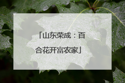 山东荣成：百合花开富农家
