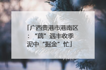 广西贵港市港南区：“藕”遇丰收季 泥中“掘金”忙