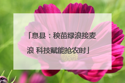 息县：秧苗绿浪接麦浪 科技赋能抢农时