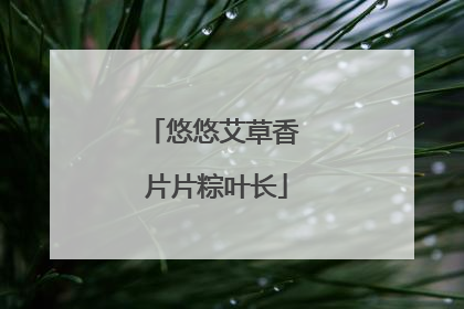 悠悠艾草香 片片粽叶长