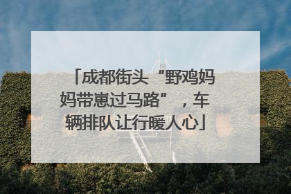 成都街头“野鸡妈妈带崽过马路”，车辆排队让行暖人心