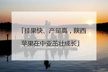 挂果快、产量高，陕西苹果在中亚茁壮成长