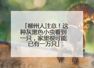 柳州人注意！这种灰黑色小虫看到一只，家里很可能已有一万只