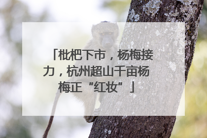 枇杷下市，杨梅接力，杭州超山千亩杨梅正“红妆”