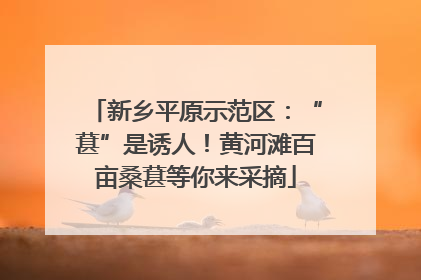新乡平原示范区：“葚”是诱人！黄河滩百亩桑葚等你来采摘