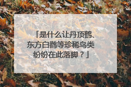 是什么让丹顶鹤、东方白鹳等珍稀鸟类纷纷在此落脚？
