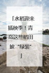 水稻迎来插秧季！青岛这些稻田披“绿装”