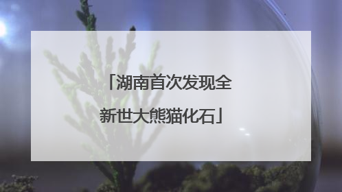 湖南首次发现全新世大熊猫化石