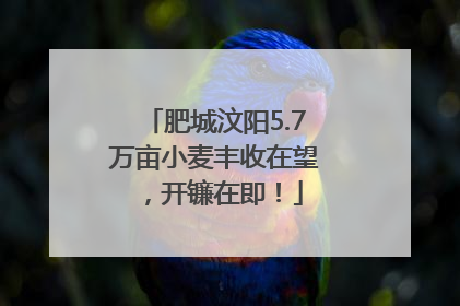 肥城汶阳5.7万亩小麦丰收在望，开镰在即！