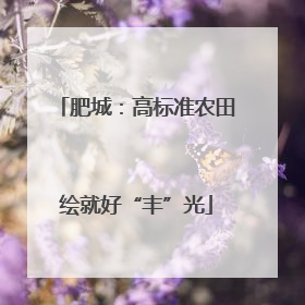 肥城：高标准农田绘就好“丰”光