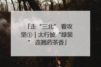 走“三北” 看攻坚①｜太行披“绿装” 连翘药茶香
