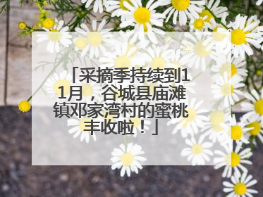 采摘季持续到11月，谷城县庙滩镇邓家湾村的蜜桃丰收啦！