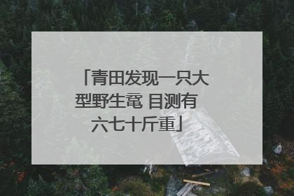 青田发现一只大型野生鼋 目测有六七十斤重