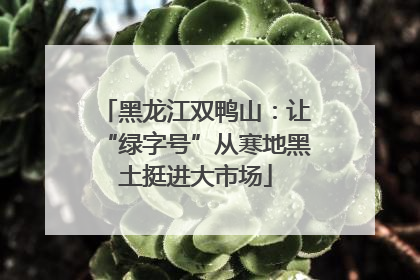 黑龙江双鸭山：让“绿字号”从寒地黑土挺进大市场
